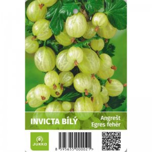 Angrešt stromkový bílý INVICTA