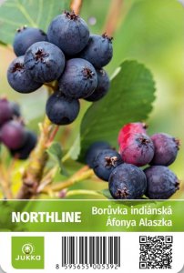 Indiánská borůvka Amelanchier NORTHLINE
