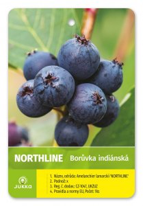 Indiánská borůvka Amelanchier NORTHLINE