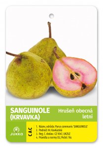 Hrušeň SANGUINOLE