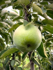 Jabloň sloupovitá ZELENI DRAGULJ  - kontejner