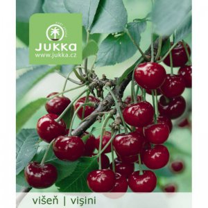 Višeň TURGENĚVSKÁ - kontejner