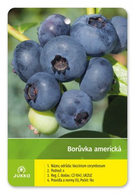 Americká borůvka BLUEGOLD