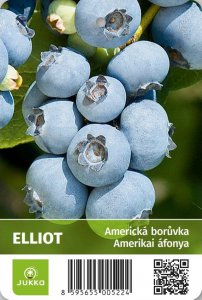 Americká borůvka ELLIOT