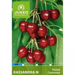 Třešeň zakrslá KASSANDRA - kontejner
