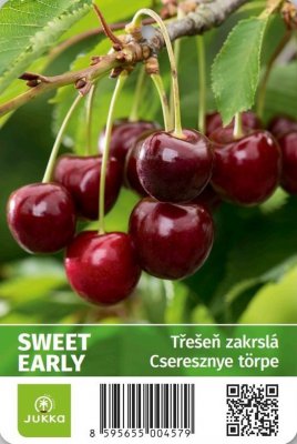 Třešeň zakrslá SWEET EARLY