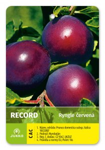 Ryngle RECORD