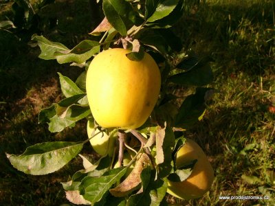 Jabloň GOLDEN DELICIOUS