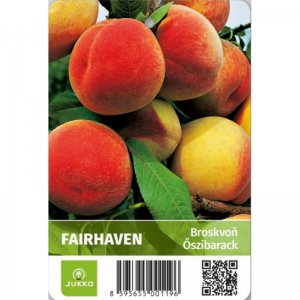 Broskvoň FAIRHAVEN