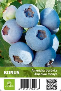 Americká borůvka BONUS