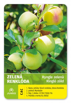 Ryngle ZELENÁ RENKLÓDA