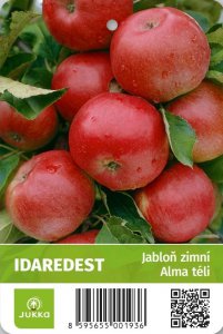 Jabloň IDAREDEST - kontejner