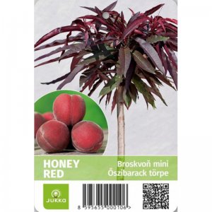 Broskvoň zakrslá mini HONEY RED - kontejner