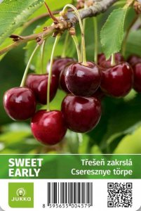 Třešeň zakrslá SWEET EARLY - kontejner