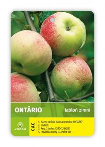 Jabloň ONTARIO - kontejner