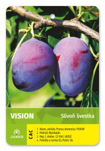 Švestka VISION - kontejner