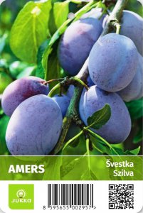 Švestka AMERS - kontejner