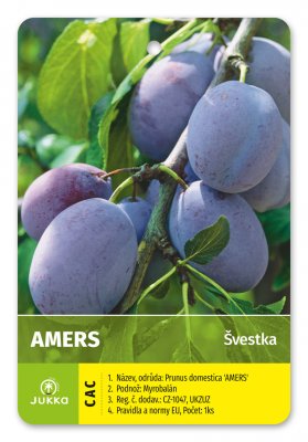 Švestka AMERS - kontejner