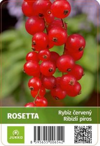 Rybíz stromkový červený - ROSETTA - kontejner