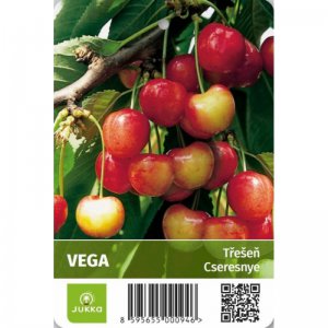 Třešeň VEGA - kontejner