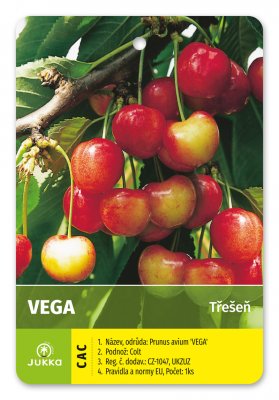 Třešeň VEGA - kontejner