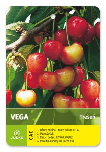 Třešeň VEGA - kontejner