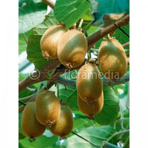 Kiwi SOLO (A. deliciosa) samosprašné