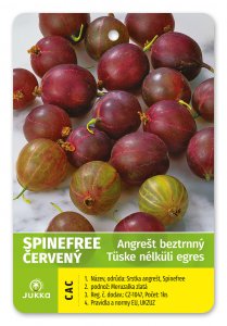 Angrešt stromkový červený SPINE FREE beztrnný - kontejner