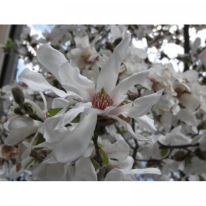 Magnolie ALBA SUPERBA