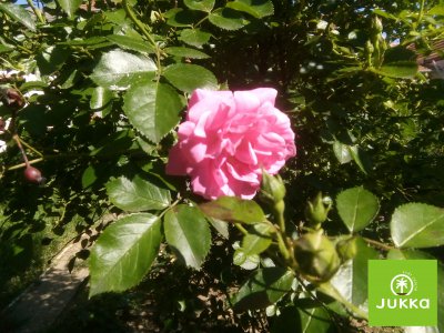 Růže půdokryvná - TRICOLOR FAIRY