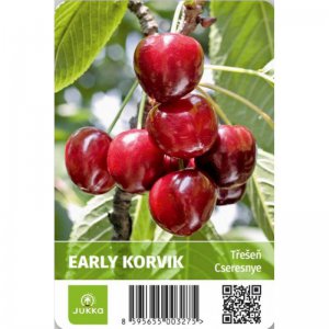 Třešeň zakrslá EARLY KORVIK