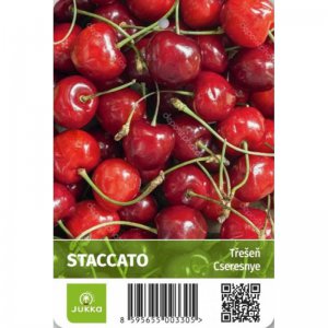 Třešeň zakrslá STACCATO - samosprašná