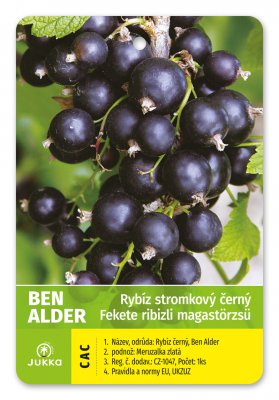 Rybíz stromkový černý - BEN ADLER