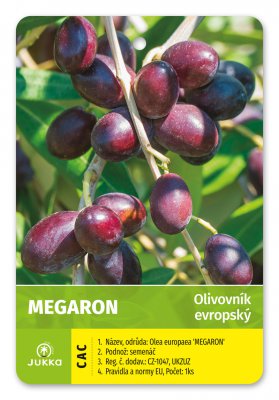 Olivovník evropský MEGARON