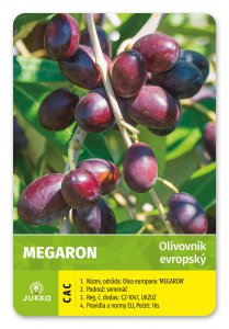 Olivovník evropský MEGARON - kontejner
