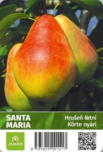 Hrušeň SANTA MARIA