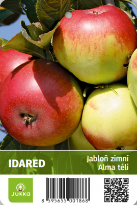 Jabloň IDARED - kontejner
