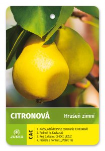 Hrušeň CITRONOVÁ - kontejner