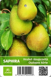 Hrušeň sloupcovitě rostoucí SAPHIRA