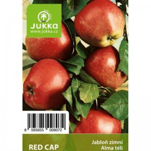 Jabloň RED CAP - kontejner