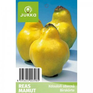 Kdouloň REAS MAMUT - kontejner