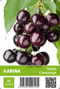 Třešeň KARINA - kontejner