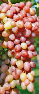 Vinná réva JUPITER - RHEA bezsemenná (balený kořen)