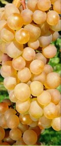 Vinná réva LAKEMONT - bezsemenná (balený kořen)