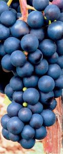 Vinná réva MELINDA (balený kořen)