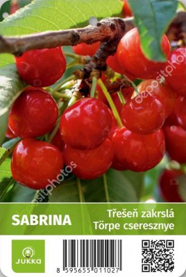 Třešeň zakrslá SABRINA