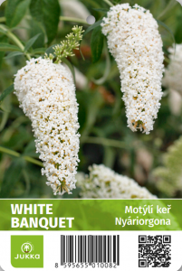 Motýlí keř - WHITE BOUQUET