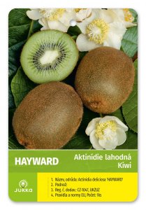 Kiwi HAYWARD (A. deliciosa) nevěsta