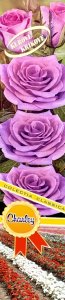Růže keřová - CHARLEY - fialová