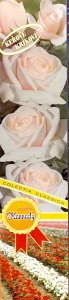 Růže keřová - JOHN KENNEDY - bílá s růžovým středem